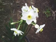 jonquilla Grand Monarch